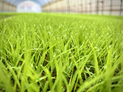 【令和7年度産】 つちや農園 猪苗代町産 特別栽培米ひとめぼれ 5kg（精米）| お米 米 ひとめぼれ