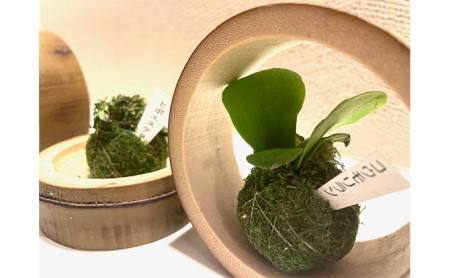 正規販売店 竹プランター 美 スタンド型５連 観葉植物含む苔玉付き 花瓶 プランター 竹 観葉植物付 苔玉 国内製造 国内素材 花瓶 フラワースタンド Knowledge21 Com