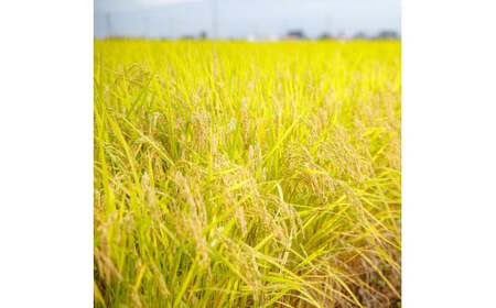 51-F 会津坂下町産 有機JAS認証済 有機栽培米コシヒカリ 10kg(5kgx2) 玄米 FARMiliarほり の 「もぉ～うん米」〇｜米 こめ コメ 玄米 10kg コシヒカリ