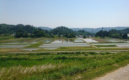 コシヒカリ 白米 会津 5kg 4袋 計20kg 令和6年年産米 減農薬 特別栽培米 米 お米 藤川農産 3-M　※2024年10月中旬頃より順次発送予定