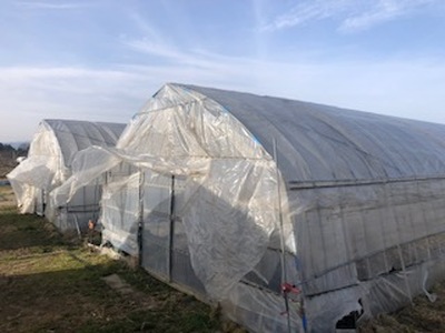 60-A 極太アスパラガス2~3Lサイズ1kg(約20本)※2026年4月下旬~5月下旬頃に順次発送予定