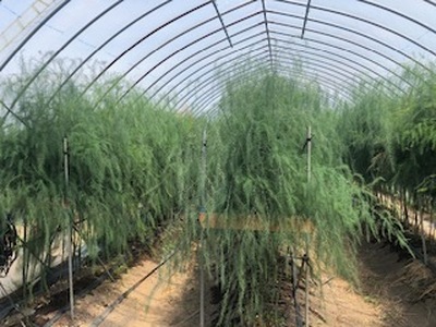 60-A 極太アスパラガス2~3Lサイズ1kg(約20本)※2026年4月下旬~5月下旬頃に順次発送予定