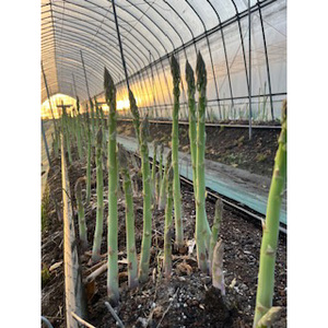 60-B アスパラガスLサイズ1kg（約30～35本）※2026年4月下旬～9月上旬頃に順次発送予定