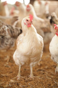 【3か月定期便】平飼い会津地鶏の卵 3kg(1.5kg×月2回便)33-Q※沖縄・離島への配送不可