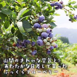 【摘みたて冷凍】自然の中で育った冷凍ブルーベリー(500g×4パック)【配送不可地域：離島】【1362345】