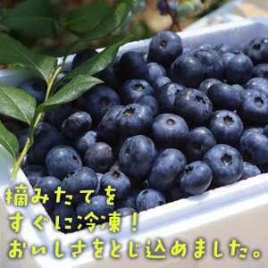 【摘みたて冷凍】自然の中で育った冷凍ブルーベリー(500g×4パック)【配送不可地域：離島】【1362345】