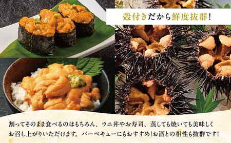 【期間限定】[北海道産] 天然殻付きキタムラサキウニ 2kg 「2026年6月以降順次発送」 MATB012
