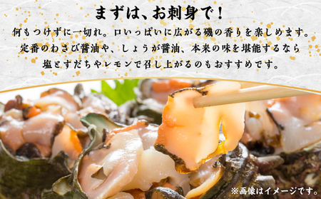 【期間限定】離島小島産 活サザエ ２kg 大きいサイズ 8個～10個 濃厚 海鮮 北海道 特産品 新鮮 美味しい 刺身 焼き物 つぼ焼き バター炒め 炊き込みご飯 贅沢 お取り寄せ 和食 人気 松前町 MATO001