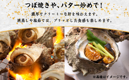 【期間限定】離島小島産 活サザエ ２kg 大きいサイズ 8個～10個 濃厚 海鮮 北海道 特産品 新鮮 美味しい 刺身 焼き物 つぼ焼き バター炒め 炊き込みご飯 贅沢 お取り寄せ 和食 人気 松前町 MATO001