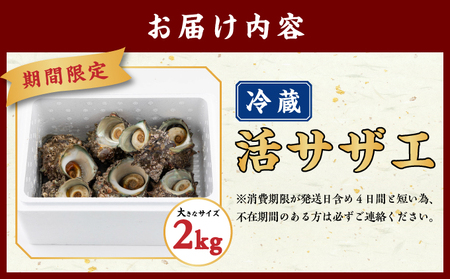 【期間限定】離島小島産 活サザエ ２kg 大きいサイズ 8個～10個 濃厚 海鮮 北海道 特産品 新鮮 美味しい 刺身 焼き物 つぼ焼き バター炒め 炊き込みご飯 贅沢 お取り寄せ 和食 人気 松前町 MATO001