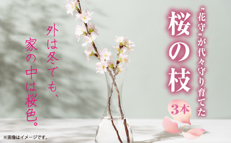 【希少品種】”花守”が代々守り育てた桜の枝 約30cm 3本 八重桜 サクラ 枝 松前産 桜の里 産地直送 南殿 糸括 関山 血脈桜 春 季節の 切り枝 枝もの 枝物 生花 活け花 花材 桜湯 インテリア 室内 お花見 北海道 松前町 送料無料 MATN003