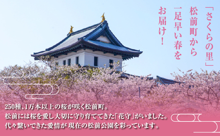 【希少品種】”花守”が代々守り育てた桜の枝 約30cm 3本 八重桜 サクラ 枝 松前産 桜の里 産地直送 南殿 糸括 関山 血脈桜 春 季節の 切り枝 枝もの 枝物 生花 活け花 花材 桜湯 インテリア 室内 お花見 北海道 松前町 送料無料 MATN003