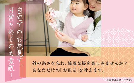 【希少品種】”花守”が代々守り育てた桜の枝 約30cm 3本 八重桜 サクラ 枝 松前産 桜の里 産地直送 南殿 糸括 関山 血脈桜 春 季節の 切り枝 枝もの 枝物 生花 活け花 花材 桜湯 インテリア 室内 お花見 北海道 松前町 送料無料 MATN003