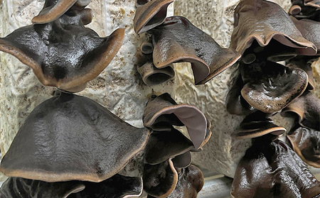 オーガニック 菌床生しいたけ・生きくらげ 約1kg(各500g) きのこ 野菜 国産 GAP認証 有機JAS認定 食物繊維 ビタミン ミネラル