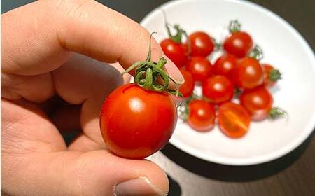 プチっと甘みがはじける!とにかく美味しい フルーツミニトマト 1kg おやつやビールのおつまみにも! F6U-168