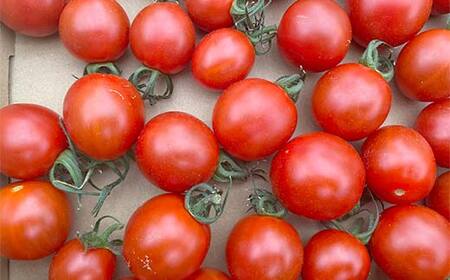 プチっと甘みがはじける!とにかく美味しい フルーツミニトマト 2kg(1kg×2) おやつやビールのおつまみにも! F6U-169