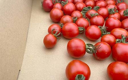 プチっと甘みがはじける!とにかく美味しい フルーツミニトマト 2kg(1kg×2) おやつやビールのおつまみにも! F6U-169