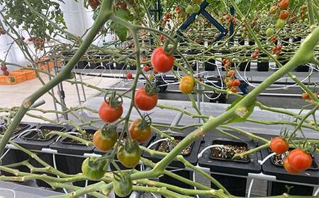 プチっと甘みがはじける!とにかく美味しい フルーツミニトマト 2kg(1kg×2) おやつやビールのおつまみにも! F6U-169