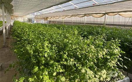 さわやかな香りの水耕パクチー 1kg F6U-277