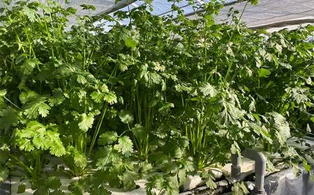 さわやかな香りの水耕パクチー 1kg F6U-277