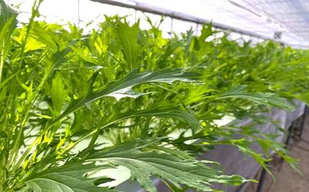 サラダや鍋に！水耕栽培の水菜 1kg F6U-281 | 福島県矢吹町 | ふるさと