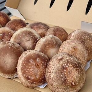 さめがわドリームきのこ園 肉厚ジャンボしいたけ(800g)【配送不可地域：離島】【1684145】