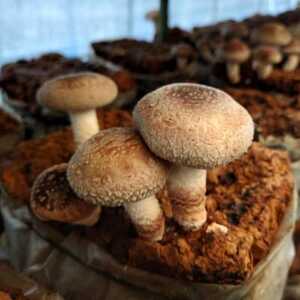 さめがわドリームきのこ園 肉厚ジャンボしいたけ(800g)【配送不可地域：離島】【1684145】