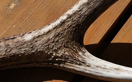 エゾシカの角（中サイズ、左右セット） 【 ふるさと納税 人気 おすすめ