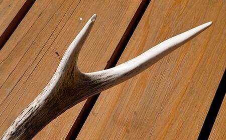 エゾシカの角【左右非対称】14本 エゾシカの角【左右非対称】14本