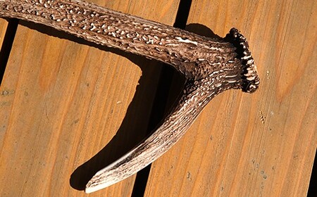 エゾシカの角（中サイズ、左右セット） 【 ふるさと納税 人気 おすすめ