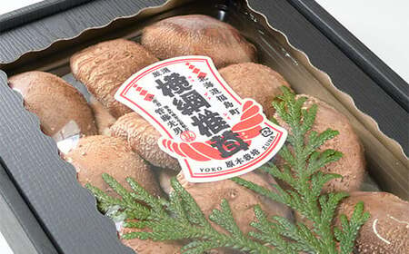 【数量限定】《先行予約》福島町特産・特選「横綱椎茸」500g 【 ふるさと納税 人気 おすすめ ランキング きのこ キノコ しいたけ シイタケ 椎茸 特産 特選 原木栽培 横綱 食品 食材 料理 贈答 贈り物 ギフト プレゼント 北海道 福島町 送料無料 】 FKG001