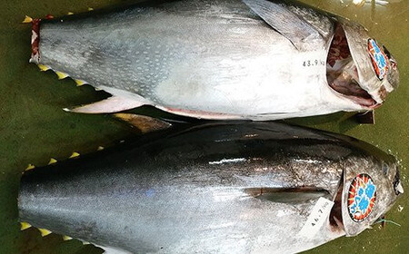 【先行予約】福島町水揚げ本マグロ「海峡まぐろ」赤身(300g) 【 ふるさと納税 人気 おすすめ ランキング 本まぐろ 本マグロ 本鮪 海峡まぐろ 海峡マグロ 海峡鮪 海鮮 天然 赤身 刺身 数量限定 贈答 贈り物 ギフト プレゼント 北海道 福島町 送料無料 】 FKO004