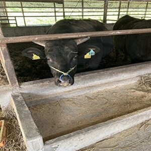 【小町の里・幸牛】黒毛和牛切り落とし肉450g【配送不可地域：離島】【1077506】