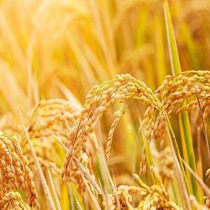 令和7年産福島県小野町産ひとめぼれ10kg(5kg×2袋)精米【1629174】