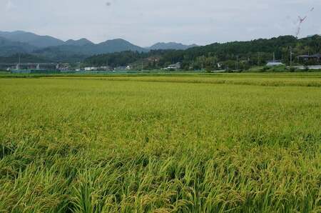  特別純米酒 「楢葉の風」720ml 2本【【特別純米 日本酒 酒 セット】福島県 楢葉町