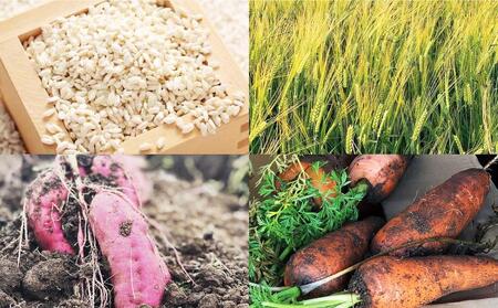 【ふるなび限定】シニア犬にも！北海道産食材のみ使用 無添加ペットフード（レトルトタイプ）| ペットフード_03641 FN-Limited-SP