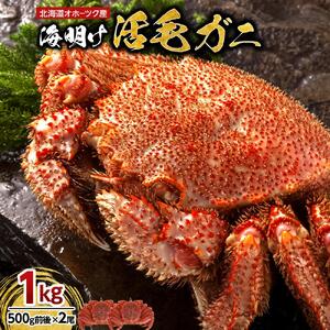 【先行予約】北海道オホーツク産海明け活毛ガニ　ボイル未冷凍配送(チルド 冷蔵配送)　500g前後　2尾　（2026年3月下旬より開始予定）| 毛ガニ_03500 8,875円