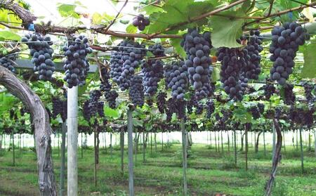 CRAFT ぶどう　糀あまざけ　20缶 | 甘酒 甘酒_02891