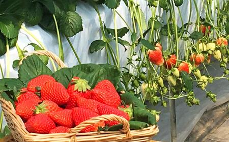 CRAFT 旭川いちご　糀あまざけ　15缶 | 甘酒 甘酒_02887