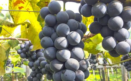 CRAFT ぶどう　糀あまざけ　15缶 | 甘酒 甘酒_2890