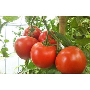 花咲トマトジュース　1L×6本セット 【 トマトジュース ギフト】 _01893