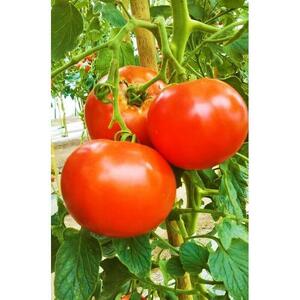 花咲トマトジュース　1L×6本セット 【 トマトジュース ギフト】 _01893