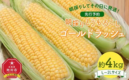 【先行予約】朝採り とうもろこし ゴールドラッシュ 約4kg (L～2Lサイズ×10本) (2025年8月下旬発送予定) 【 人気 北海道産 糖度 生 野菜 スイートコーン 産地直送 バーベキュー BBQ コーン 旬 お取り寄せ 旭川市 北海道 送料無料 】_03902