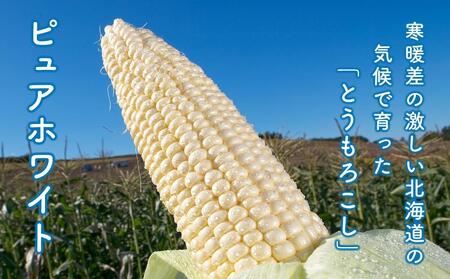 【先行予約】白いとうもろこしピュアホワイト 8本 2.4kg(2026年8月下旬から発送開始予定)| とうもろこし 北海道 限定_04559