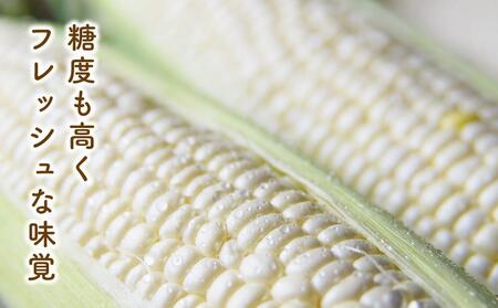 【先行予約】白いとうもろこしピュアホワイト 8本 2.4kg(2026年8月下旬から発送開始予定)| とうもろこし 北海道 限定_04559
