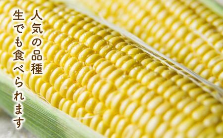 【先行予約】黄金色で大粒 ゴールドラッシュ 8本 3.2kg（2026年8月下旬から発送開始予定）| とうもろこし とうもろこし 北海道 限定_04560