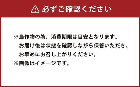 【先行受付】人気のとうもろこしコラボセット!　ピュアホワイト4本×ゴールドラッシュ4本（2025年8月下旬より発送予定）【 白いとうもろこし 人気 北海道産 糖度 生 野菜 スイートコーン 産地直送 バーベキュー BBQ コーン 旬 お取り寄せ 旭川市 北海道 送料無料 】_04561