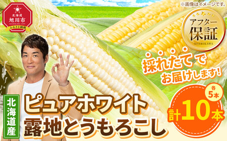 【先行予約】ピュアホワイト・露地とうもろこし　計10本　2026年8月下旬から発送開始 | とうもろこし 北海道 限定_04756