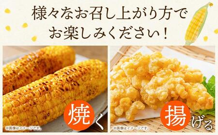 【先行予約】ピュアホワイト・露地とうもろこし　計10本　2026年8月下旬から発送開始 | とうもろこし 北海道 限定_04756