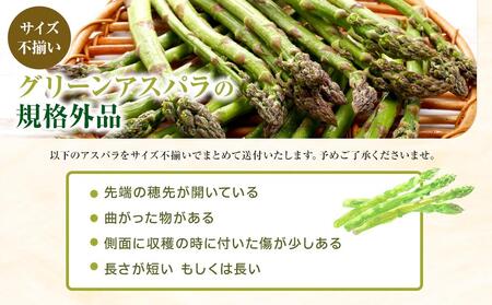 【先行予約】訳あり グリーンアスパラサイズ不揃い1kg（500g×2袋）2026年5月から発送開始予定 | 旭川市 北海道 野菜  訳あり_04841